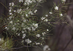Hakea microcarpa