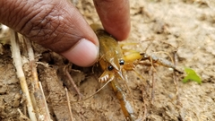 Procambarus virginalis