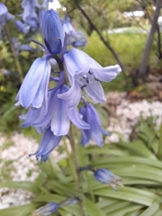 Hyacinthoides hispanica
