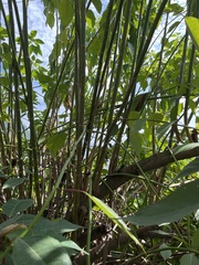 Euphorbia pulcherrima