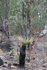 Xanthorrhoea johnsonii