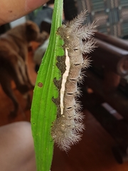 Automeris postalbida