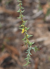 Acacia triptera