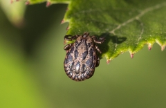 Dermacentor marginatus
