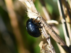 Chrysolina haemoptera