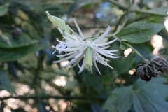 Clematis parviloba