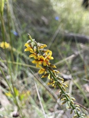 Sphaerolobium medium