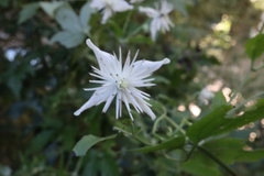 Clematis parviloba