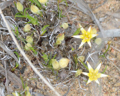 Conostylis seorsiflora