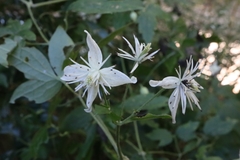 Clematis parviloba