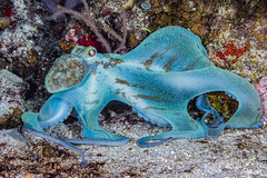 Octopus briareus