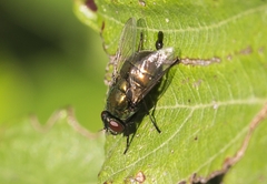 Neomyia cornicina