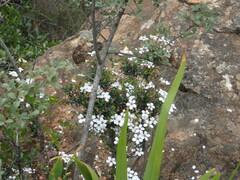 Adenandra marginata