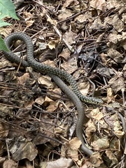Hierophis viridiflavus
