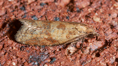 Clepsis divulsana