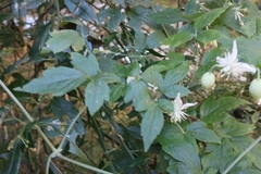 Clematis parviloba