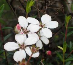 Adenandra marginata