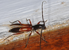 Compsibidion graphicum