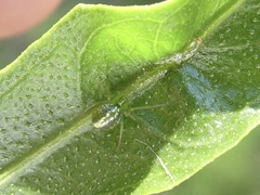 Araneus ginninderranus