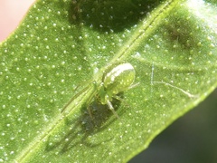 Araneus ginninderranus