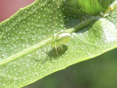 Araneus ginninderranus