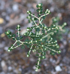 Ozothamnus obcordatus