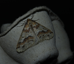 Erannis defoliaria