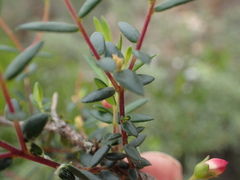 Adenandra marginata