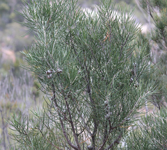 Hakea lissosperma