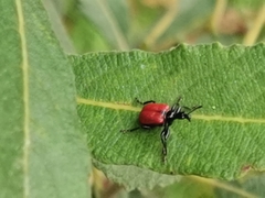 Apoderus coryli