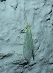 Nineta flava