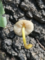 Pluteus leoninus