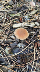 Tubaria furfuracea
