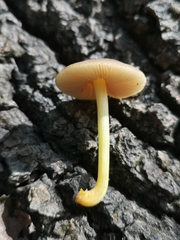 Pluteus leoninus