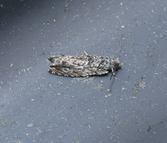 Epinotia nisella