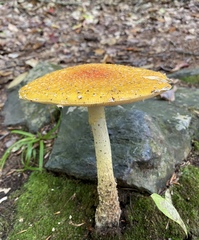 Amanita