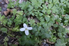 Ellisiophyllum pinnatum