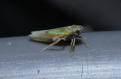 Igutettix oculatus