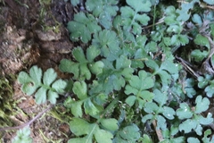 Ellisiophyllum pinnatum