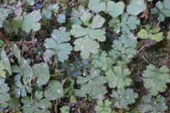 Ellisiophyllum pinnatum