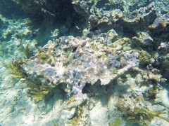 Porolithon pachydermum