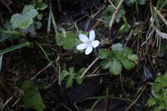 Ellisiophyllum pinnatum