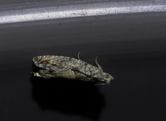 Epinotia nisella