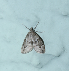 Thera juniperata