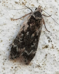 Anacampsis