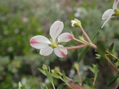 Adenandra marginata