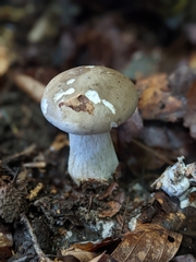 Retiboletus griseus