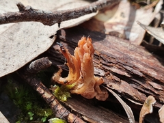 Clavulina vinaceocervina