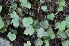 Dichocarpum adiantifolium