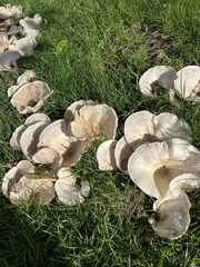 Lentinus sajor-caju